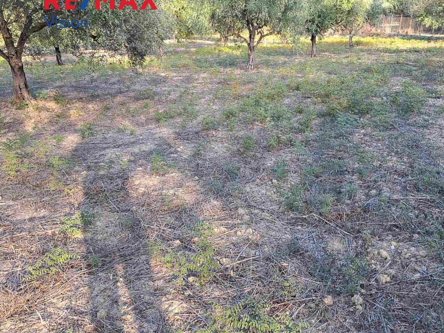 Αγροτεμάχιο 3335 τ.μ., Προς πώληση, Παραλία, Ρογίτικα - 4