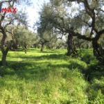 Land Plot 2645 m², For sale, Laganas, Kalamaki - 1