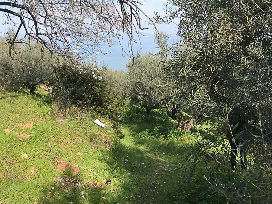 Οικόπεδο 2145,6 τ.μ., Προς πώληση, Ακράτα, Πλάτανος - 2