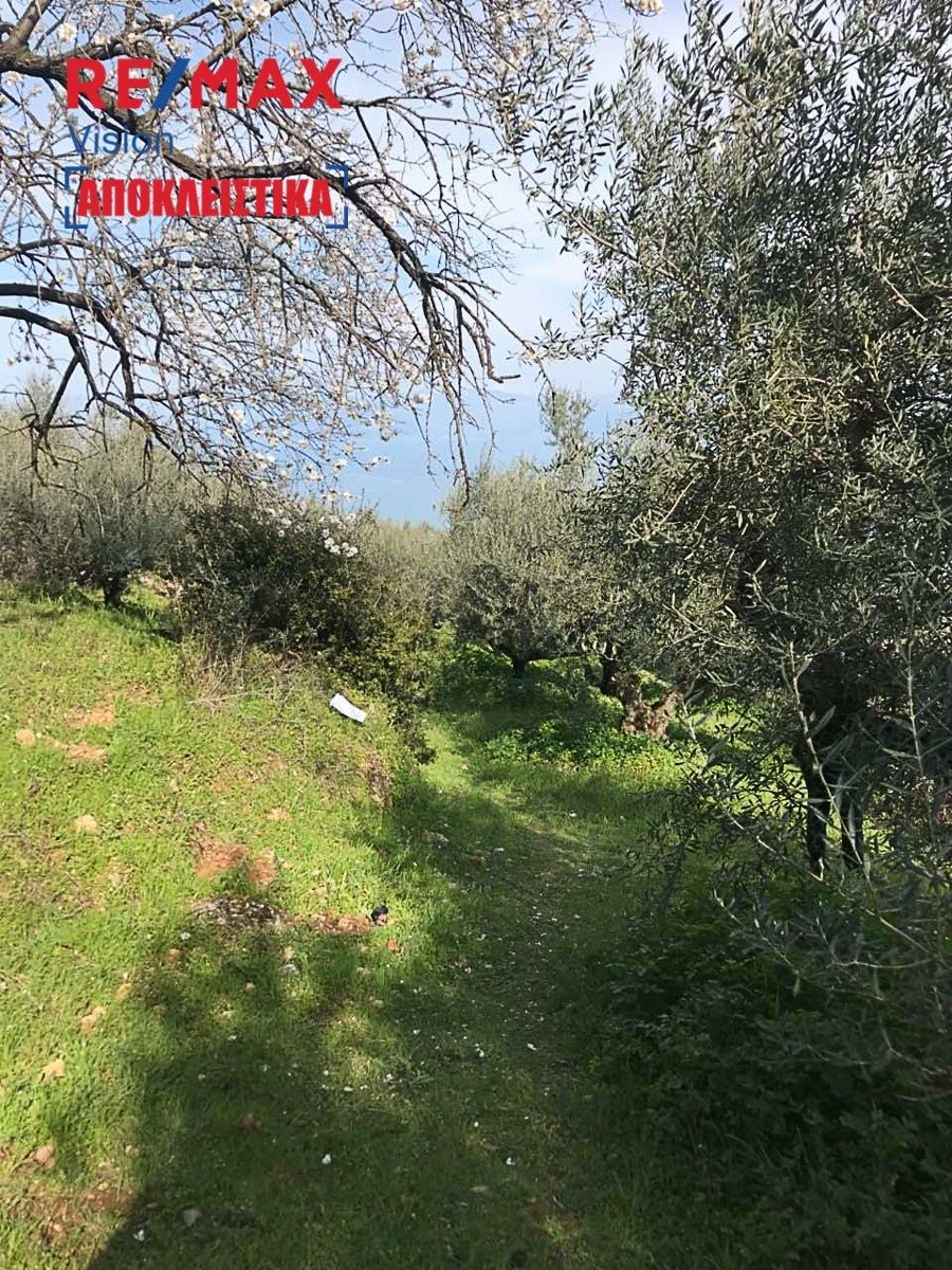 542256 – 2 Οικόπεδο 2145,6 τ.μ., Προς πώληση, Ακράτα, Πλάτανος - 2