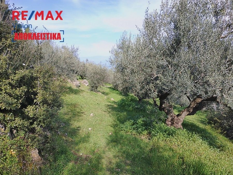 Οικόπεδο 2145,6 τ.μ., Προς πώληση, Ακράτα, Πλάτανος - 4