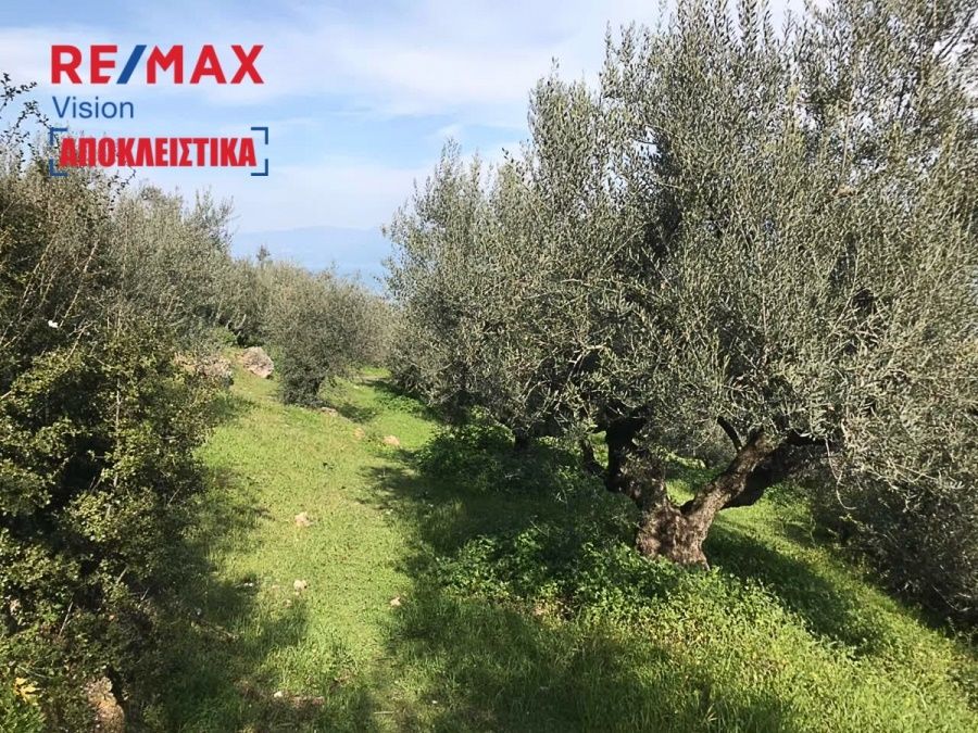 Οικόπεδο 2145,6 τ.μ., Προς πώληση, Ακράτα, Πλάτανος - 7
