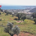 Οικόπεδο 10000 τ.μ., Προς πώληση, Αιγιάλεια, Ροδοδάφνη (543143) - 1