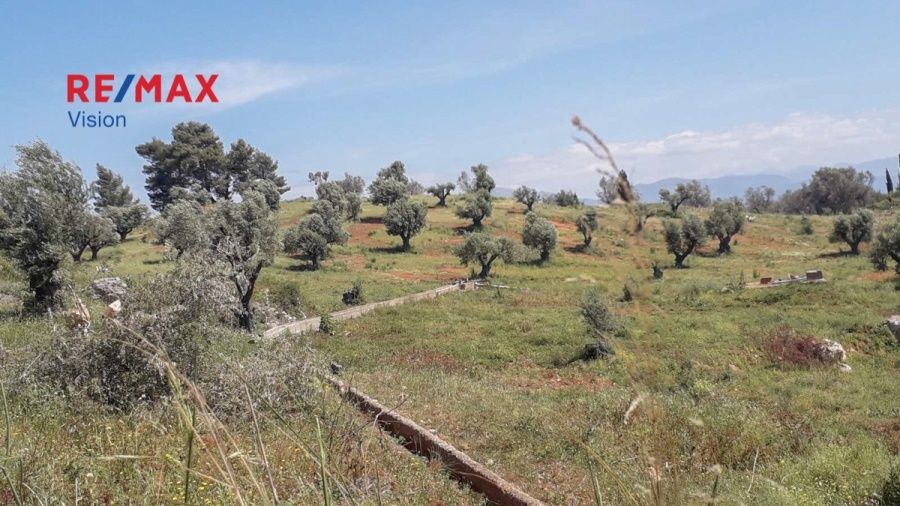 Οικόπεδο 10000 τ.μ., Προς πώληση, Αιγιάλεια, Ροδοδάφνη - 3
