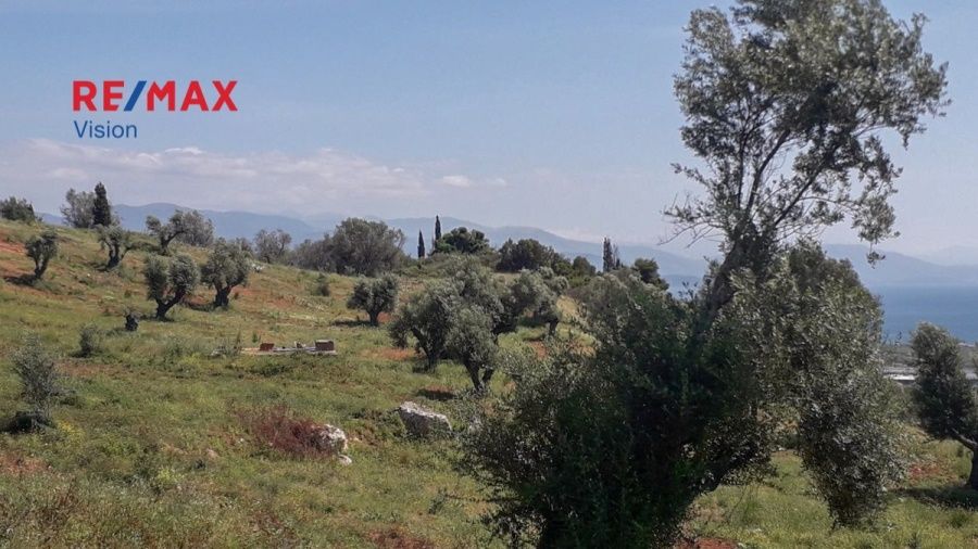 Οικόπεδο 10000 τ.μ., Προς πώληση, Αιγιάλεια, Ροδοδάφνη - 4