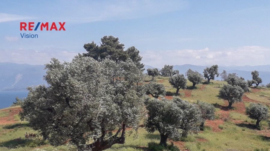 Οικόπεδο 10000 τ.μ., Προς πώληση, Αιγιάλεια, Ροδοδάφνη - 5
