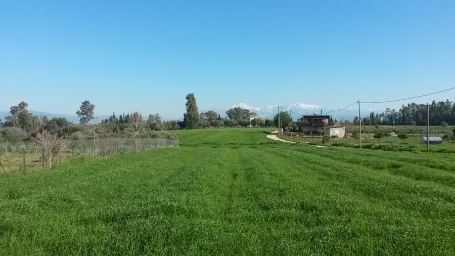 Αγροτεμάχιο 2000 τ.μ., Προς πώληση, Δυτικής Αχαΐας, Νιφοραίικα - 10