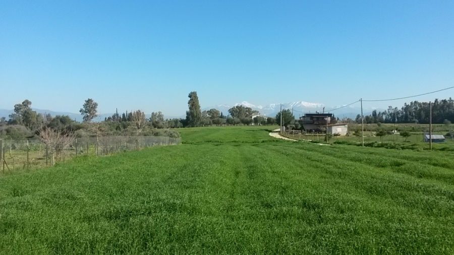 Αγροτεμάχιο 2000 τ.μ., Προς πώληση, Δυτικής Αχαΐας, Νιφοραίικα - 4