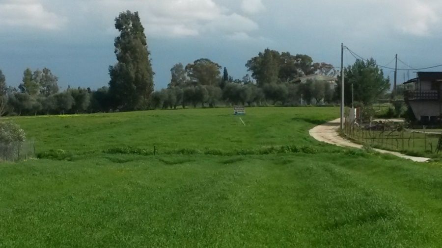 Αγροτεμάχιο 2000 τ.μ., Προς πώληση, Δυτικής Αχαΐας, Νιφοραίικα - 6