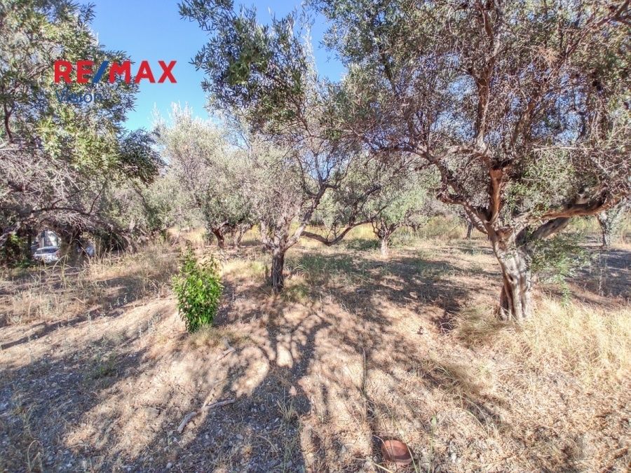 Οικόπεδο 800 τ.μ., Προς πώληση, Ρίο, Πλατάνι - 5