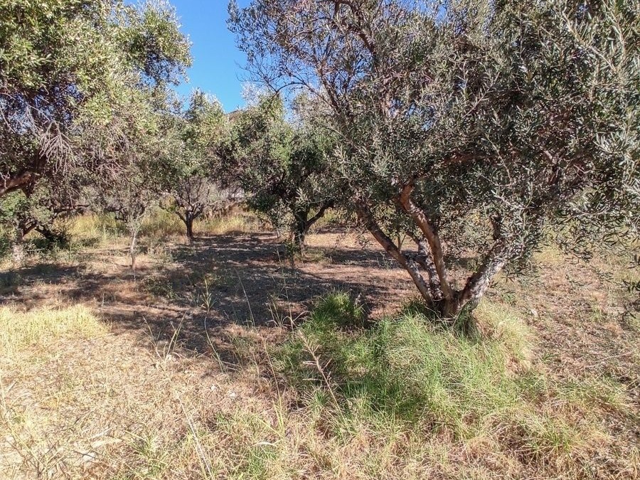 Οικόπεδο 800 τ.μ., Προς πώληση, Ρίο, Πλατάνι - 8