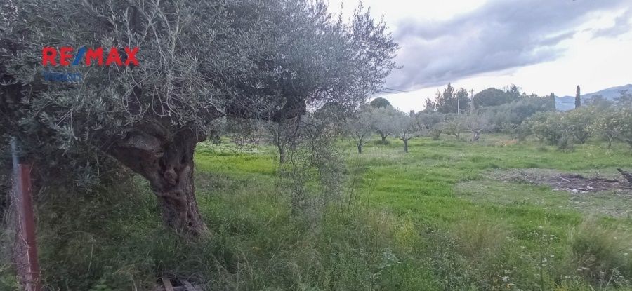 Οικόπεδο 4800 τ.μ., Προς πώληση, Ρίο, Ψαθόπυργος - 2