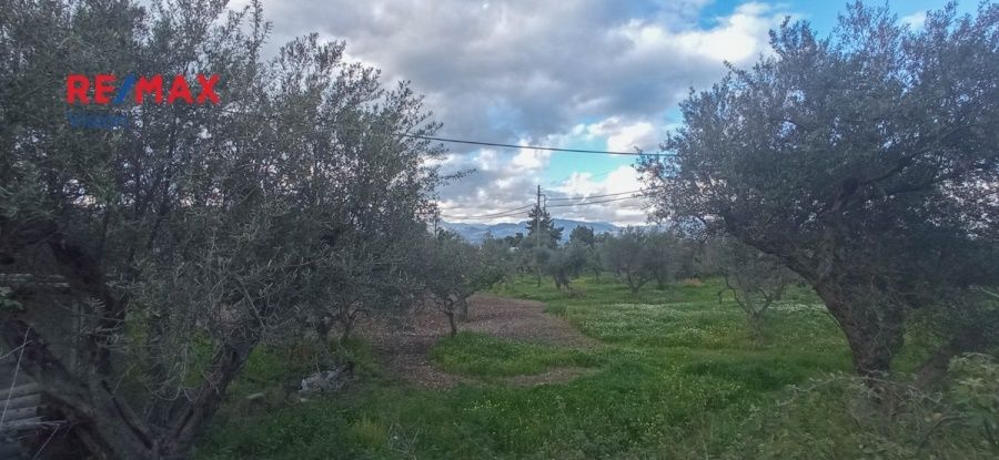Οικόπεδο 4800 τ.μ., Προς πώληση, Ρίο, Ψαθόπυργος - 6