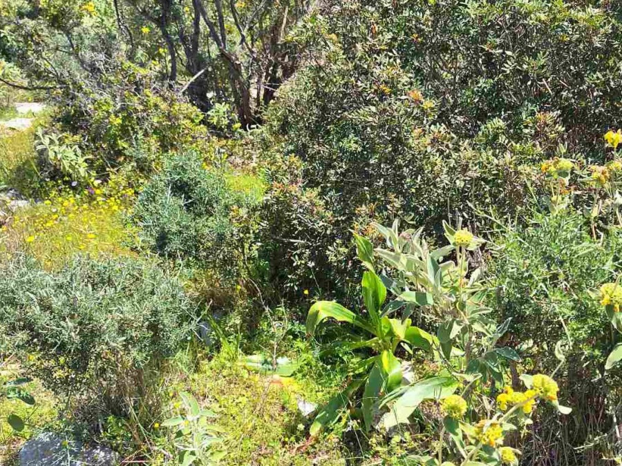 Οικόπεδο 5372 τ.μ., Προς πώληση, Μεγανήσι, Μεγανησι (2238128) - 9