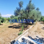 Οικόπεδο 1000 τ.μ., Προς πώληση, Αίγιο, Βαλιμίτικα (2597439) - 1